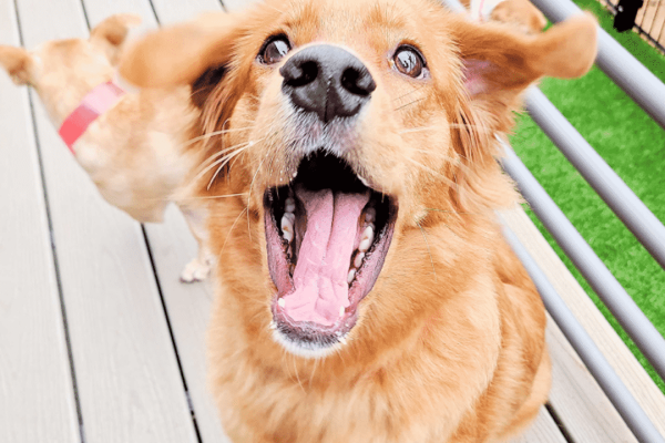 skiptown-happy-dog-bar-charlotte