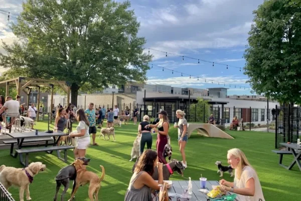 skiptown-patio-dog-bar-charlotte-nc